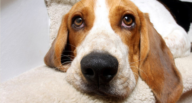 Pet Odor Removal
