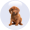 Pet Urine Treatment (P.U.R.T.)